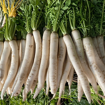 Radish White Long Seeds (Desi Vegetable Seeds) ( Mullangi )