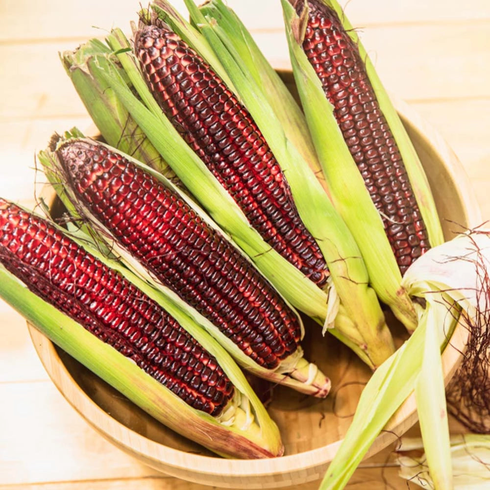 Red Corn Seeds