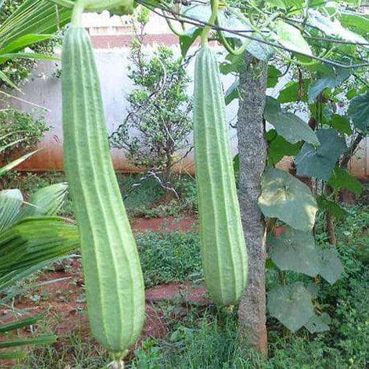 Ridge Gourd Long (Desi Vegetable Seeds )