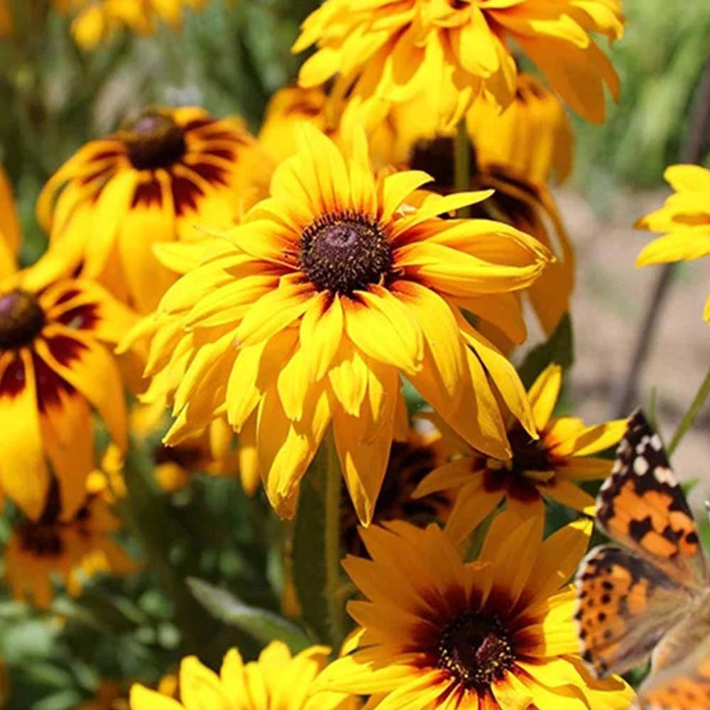 Rudbeckia Rustic Dwarf