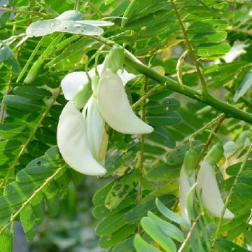 Sesbeniya (Agathi – Desi Seeds) ( avisa )