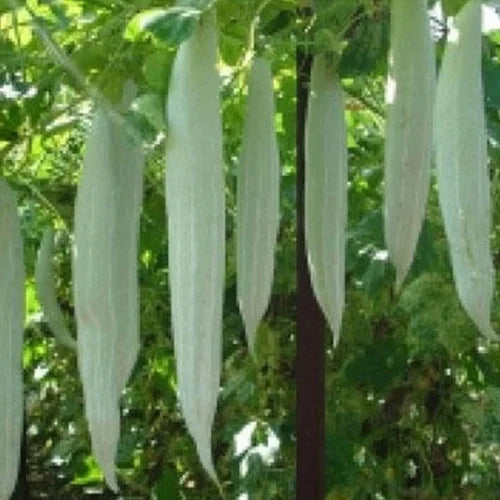 Snake Gourd White Small (Desi Seeds)