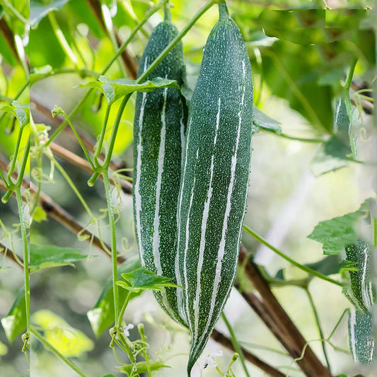 Snake Gourd Green Small Seeds (Desi)