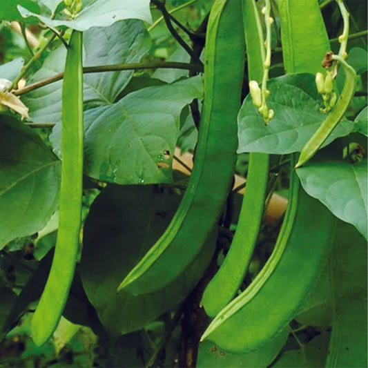 Sword Beans White (Chemmakaya) Desi Vegetable Seeds