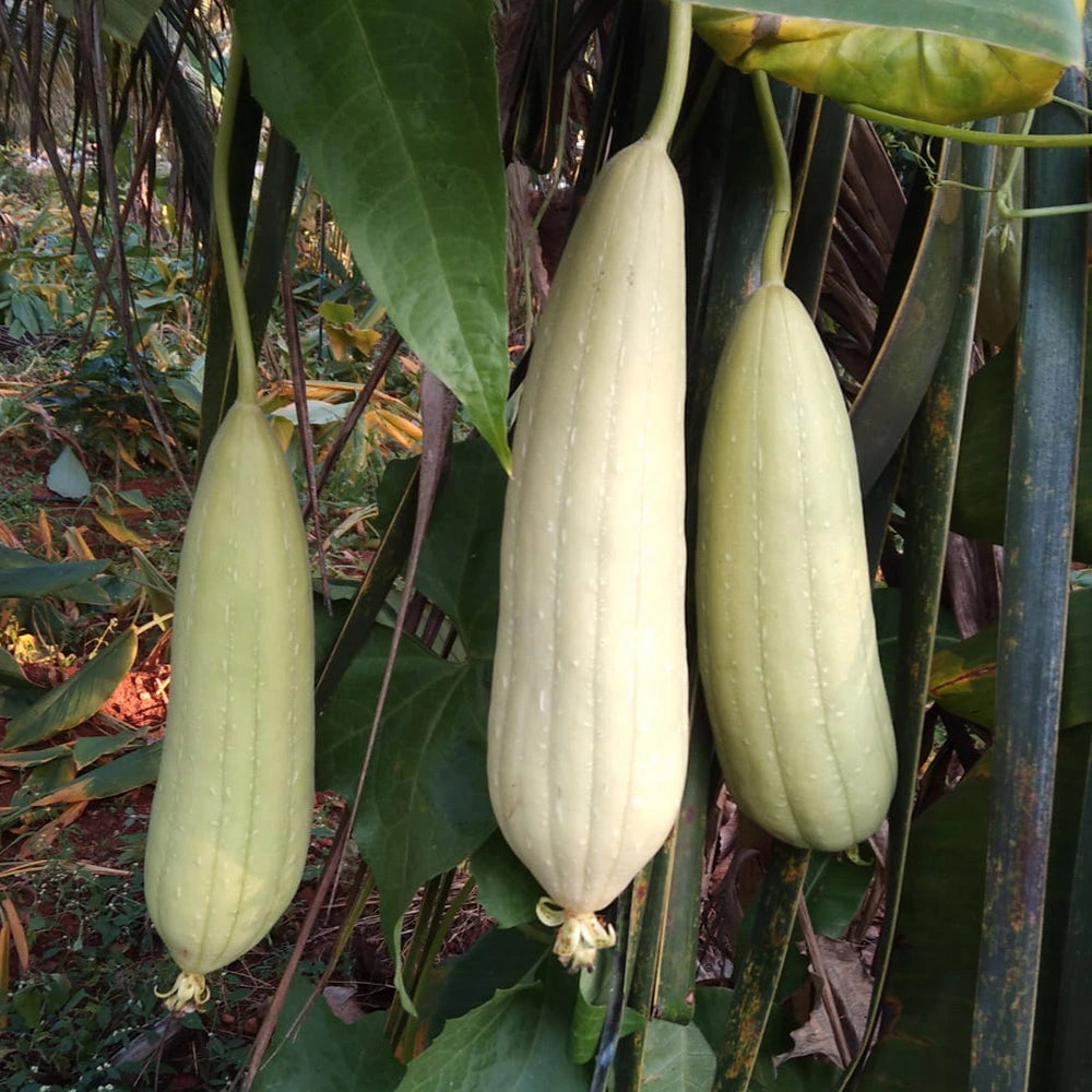 Sponge Gourd (White Seeds Desi)