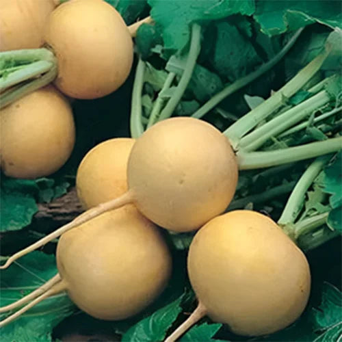 Turnip Golden Ball Desi Vegetable Seeds