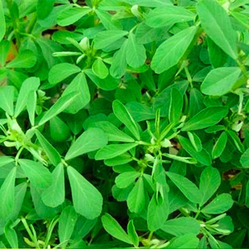 Kasuri Methi Desi Vegetable Seeds (కసూరి మెంతికుర) ( Menthikura )