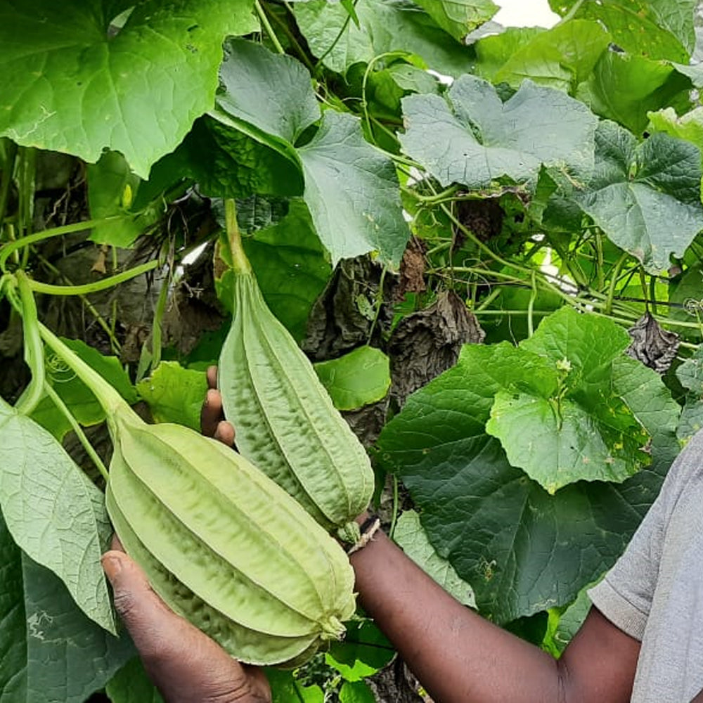 Bunches Ridge Gourd (Cluster - గుత్తి బీర)  (Desi Vegetable Seeds )