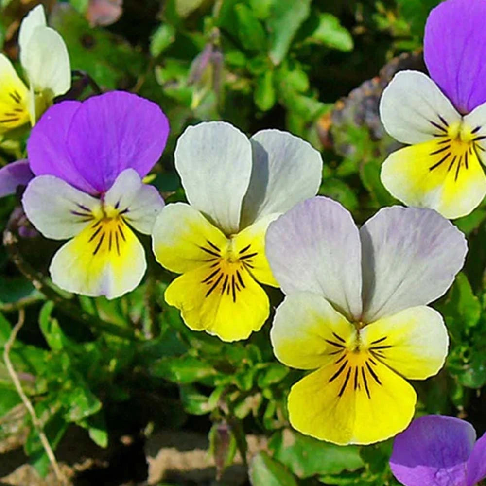 Viola Tricolor ( Johny Jump Up )