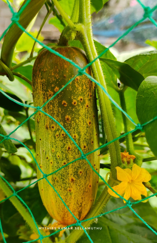 Poona Keera Seeds (Cucumber) ( Dosakaya )