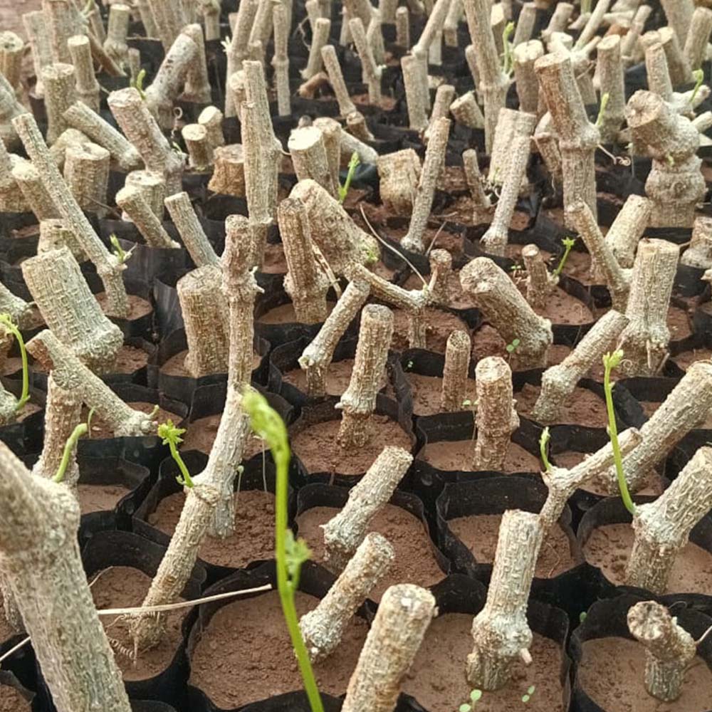 Ivy Gourd Stems (Bulb)