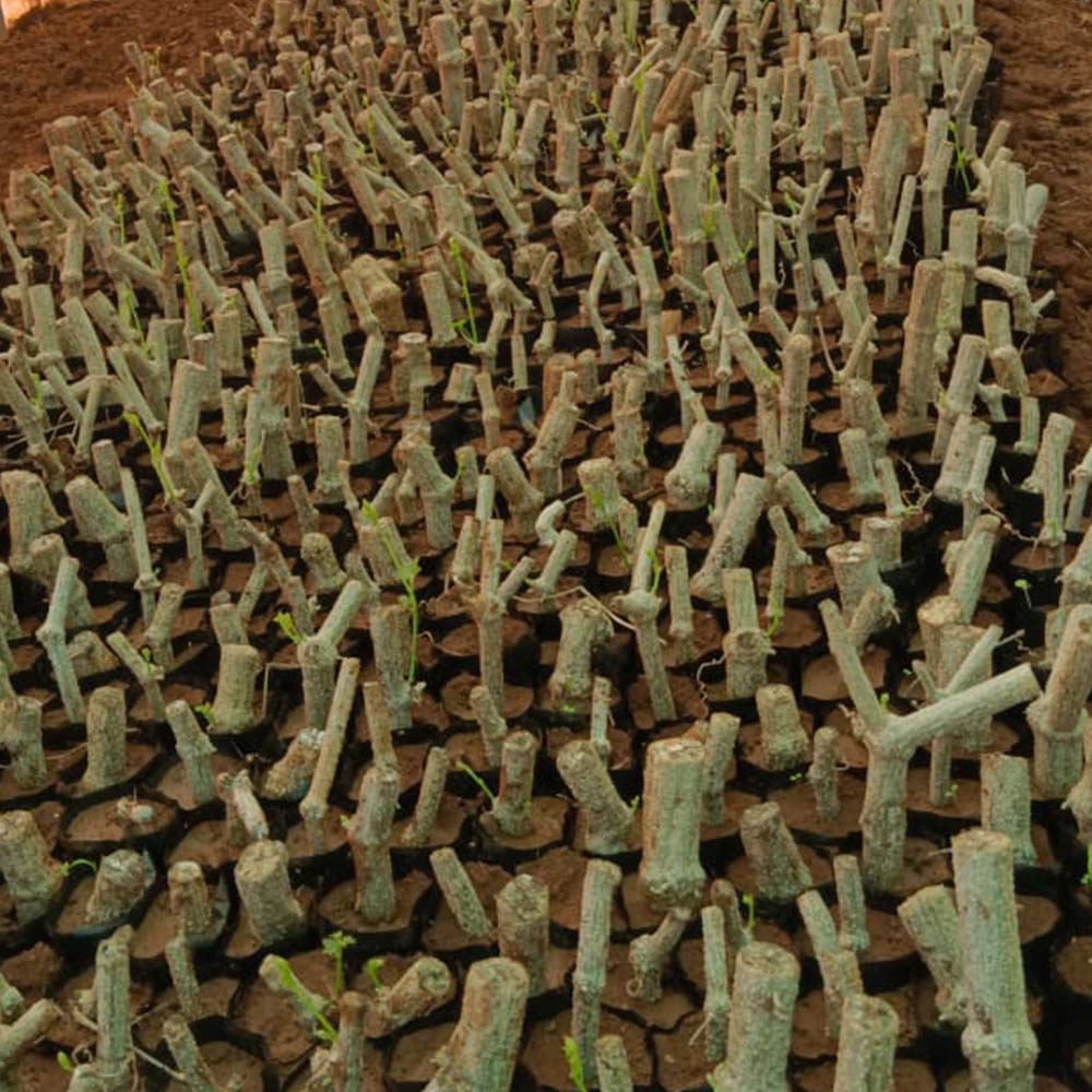 Ivy Gourd Stems (Bulb)