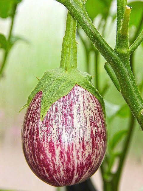 Brinjal Purple Stipped (చారల వంకాయ Desi )