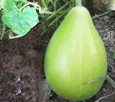 Bottle Gourd Bulb (Sorakaya) Desi Vegetable Seeds