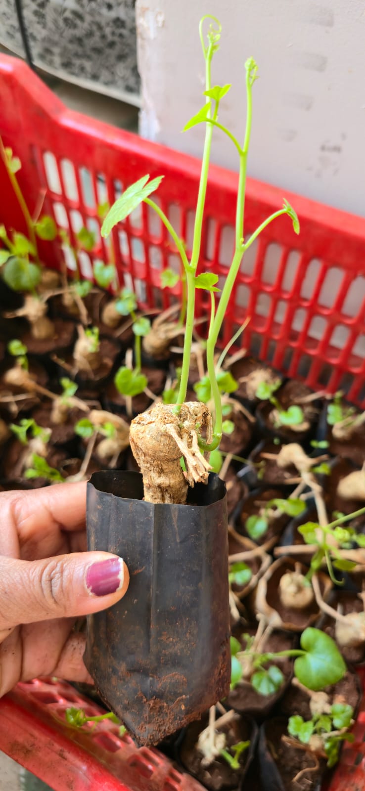 Ivy Gourd Bulb (Naatu Donda) (Pack of 1)