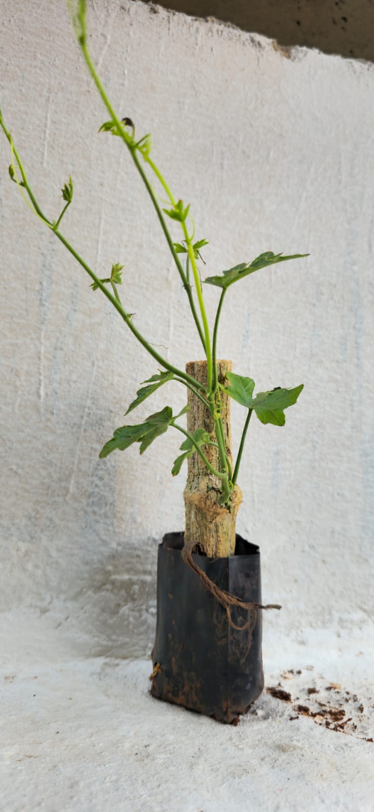 Ivy Gourd Stem (Pencil Donda) (Pack of 1)