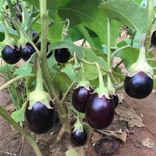 Brinjal Purple Round (cluster) – Regular Desi Brinjal Seeds