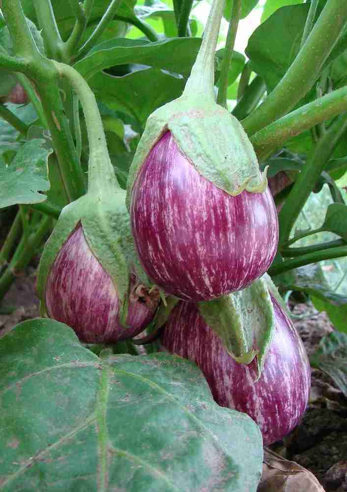 Brinjal Purple Stipped (చారల వంకాయ Desi )