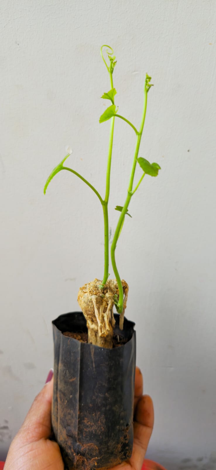 Ivy Gourd Bulb (Naatu Donda) (Pack of 1)