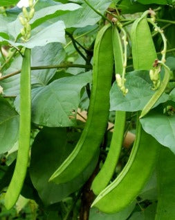 Sword Beans Red (Chemmakaya ) Desi Seeds