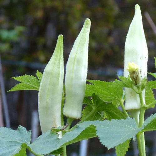 White Okra (Benda) Desi Vegetable Seeds