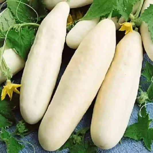 White Cucumber Seeds (Desi ) ( Dosakaya )