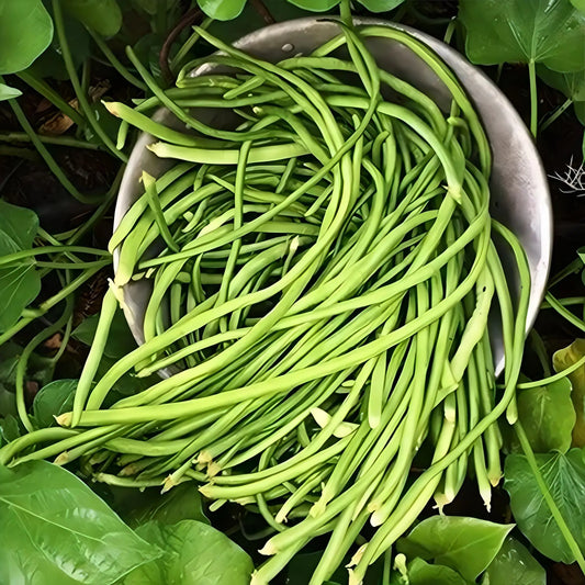 Yard Long Beans (Green) Seeds (Desi) ( Chikkudukaya )