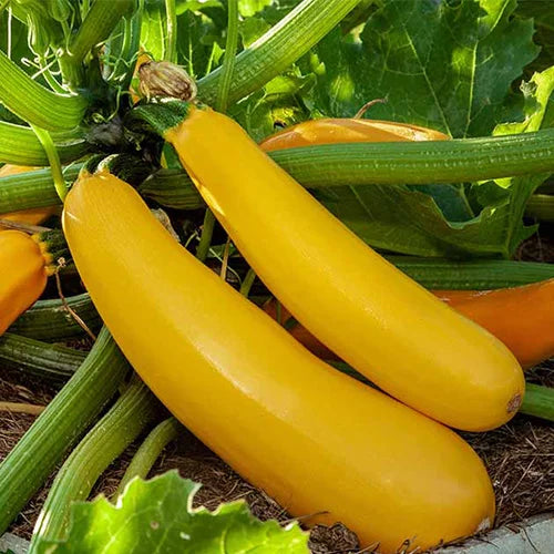 Zucchini Yellow Long (Native Verity)