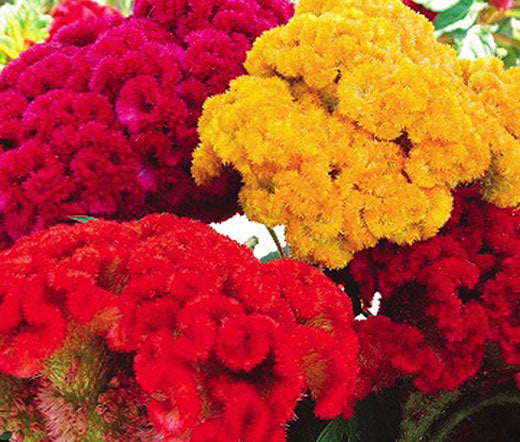 Celosia cockscomb mix