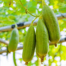 Bunches Sponge Gourd Seeds (Desi)