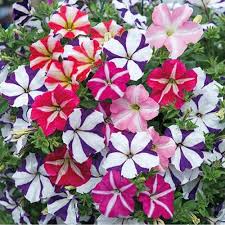 Petunia Star Mix