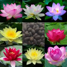 Lotus Mix