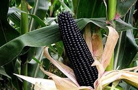 Black Corn (Desi Seeds)