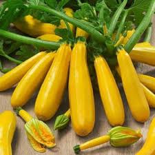 Zucchini Yellow Long (Native Verity)