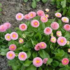 Bellis Perennis Pomponette Mixed (Daisy Belli)