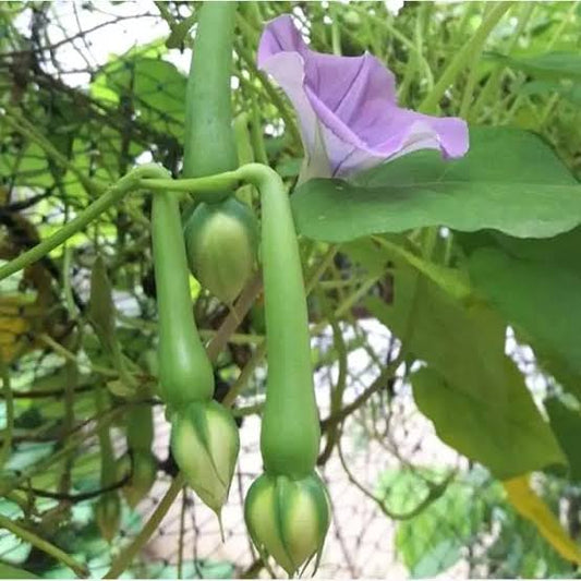 Clove Beans Green Desi Vegetable Seeds