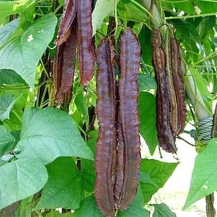 Winged Beans Purple