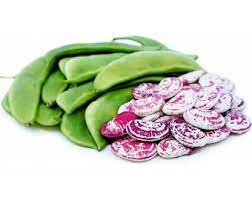 Kidney Beans (Double Beans Desi Seeds) ( Chikkudukayalu )