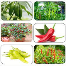 Buy All Types Of Chillies Combo Pack of 7 Seeds