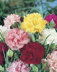 Dianthus Carnation Chabaud Mix