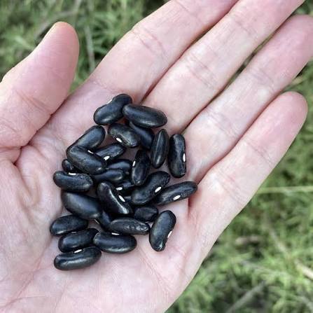 French Beans Desi Vegetable Seeds ( Black Seeds ) ( Chikkudukayalu )