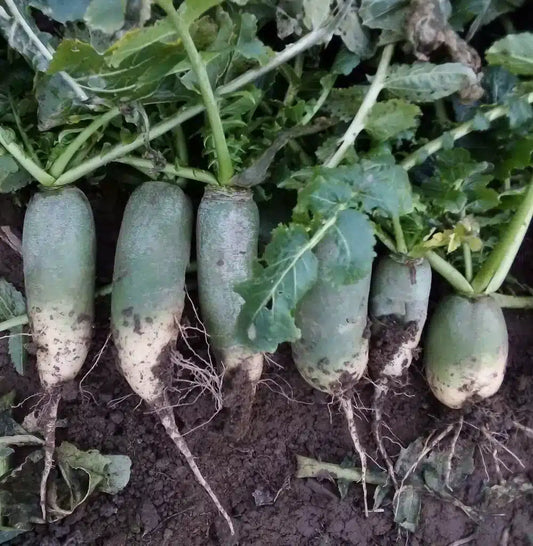 Radish Gree Meat Seeds (Desi Vegetable Seeds) ( Mullangi )