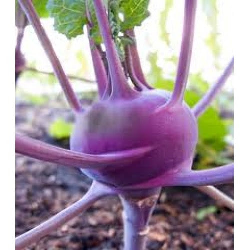 Knol Khol Purple Desi Seeds