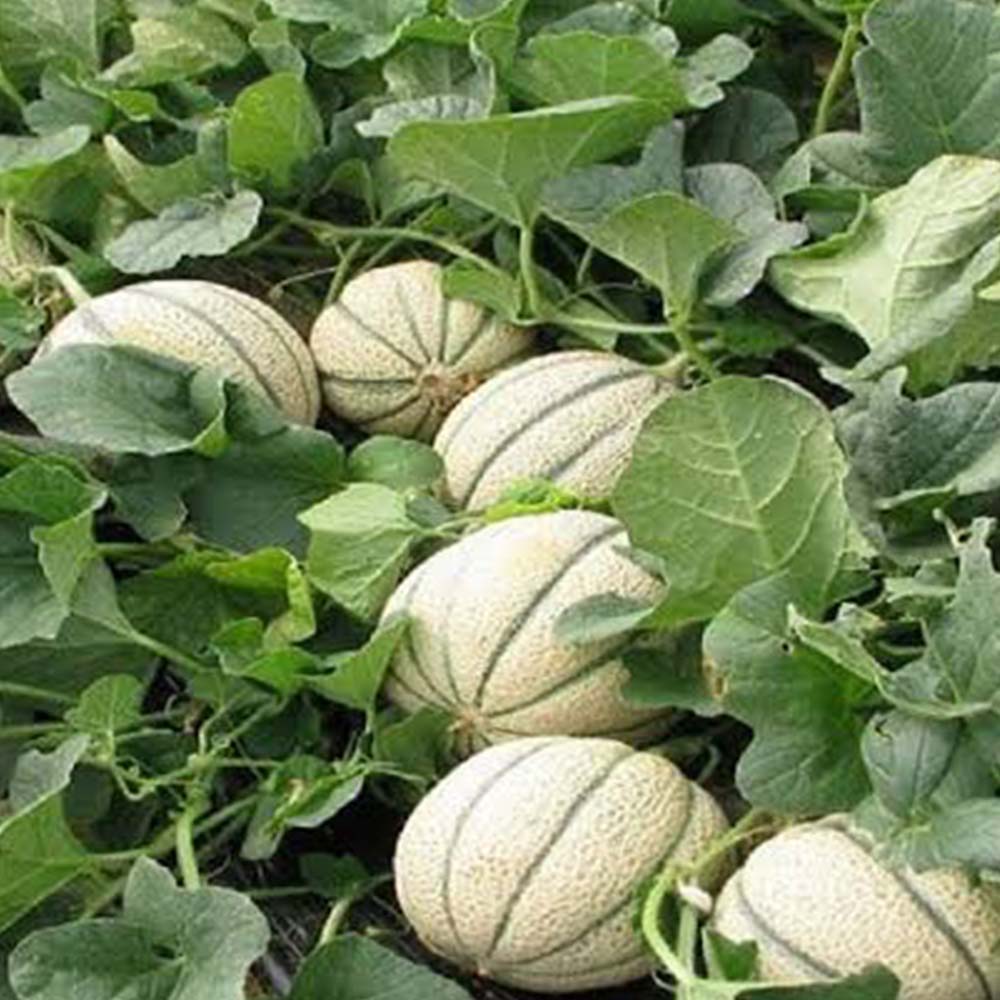 Muskmelon Seeds
