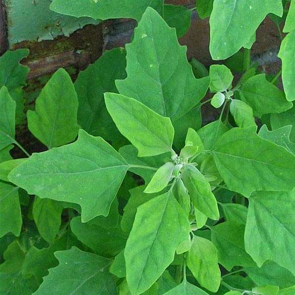 Bathuya, Bathua (Chenopodium) Desi Vegetable Seeds ( బతువా )