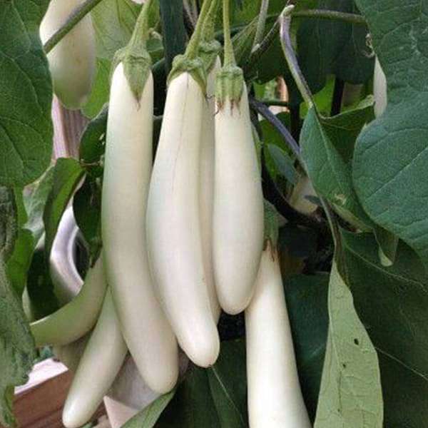 Brinjal White Long (Desi Seeds) ( Vankaya )