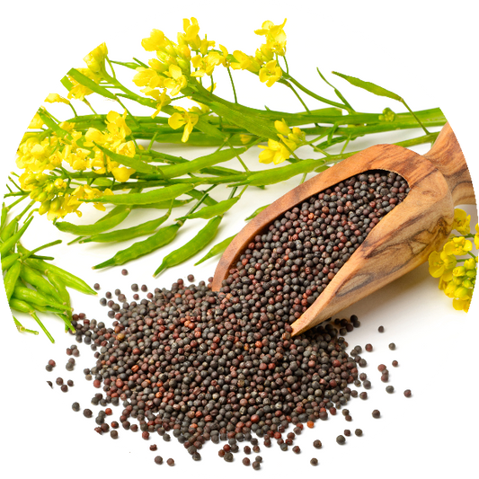 Desi Mustard Seeds