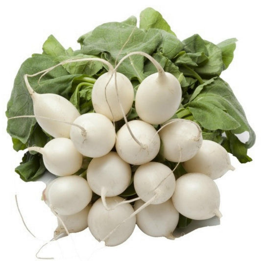 Radish White Round Seeds (Desi Vegetable Seeds) ( Mullangi )