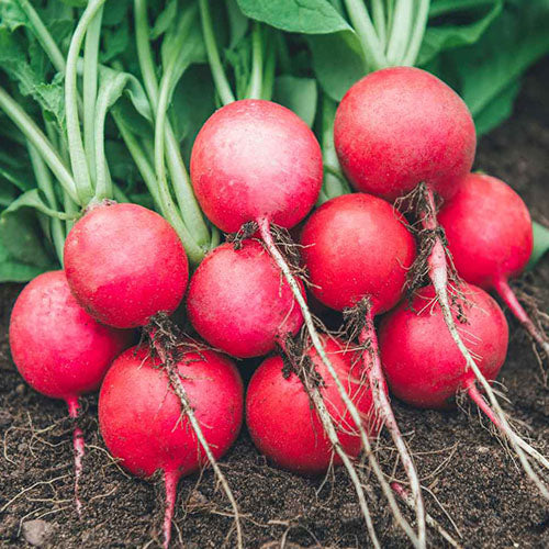 Radish Red Round Seeds (Desi Vegetable Seeds) ( Mullangi )