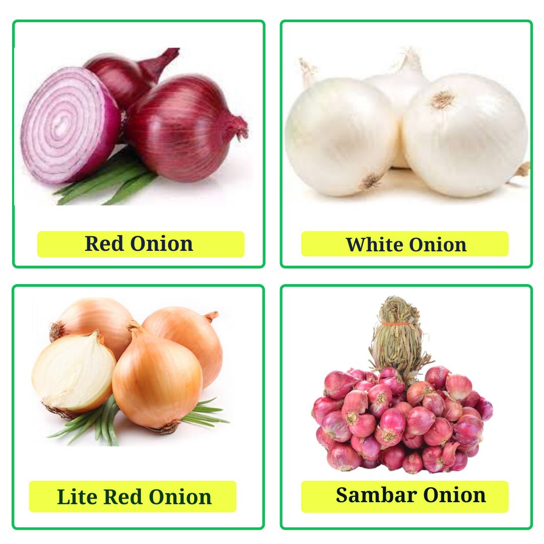White Onion Vegetable Bulb Green Onions — Melissas Produce
